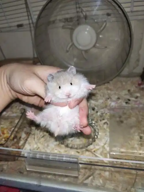 25天的金丝熊宝宝