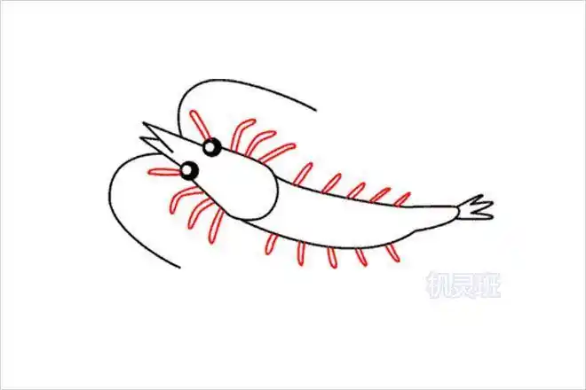 餐桌上大虾简笔画怎么画儿童彩色简笔画卡通动物虾儿童画虾怎么画涂色