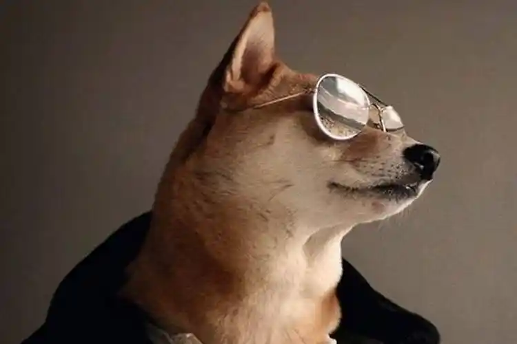 霸道柴总邪魅一笑黑色柴犬