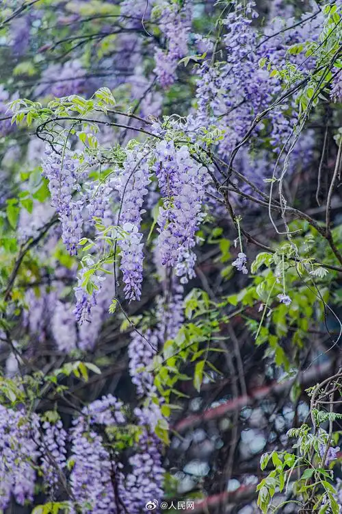 紫藤花盛放太浪漫