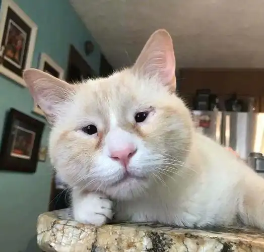 奇形怪状的丑猫咪,网友:再丑也是我的小宝贝!