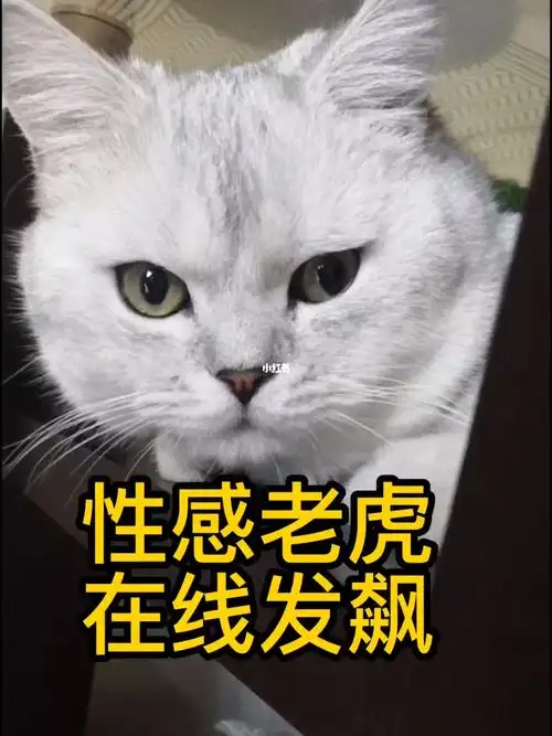 生气的小老虎嗷呜