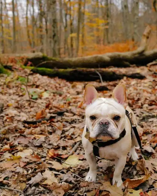发一波去年11月踏秋的照片法斗法斗哥哥法国斗牛犬牛牛