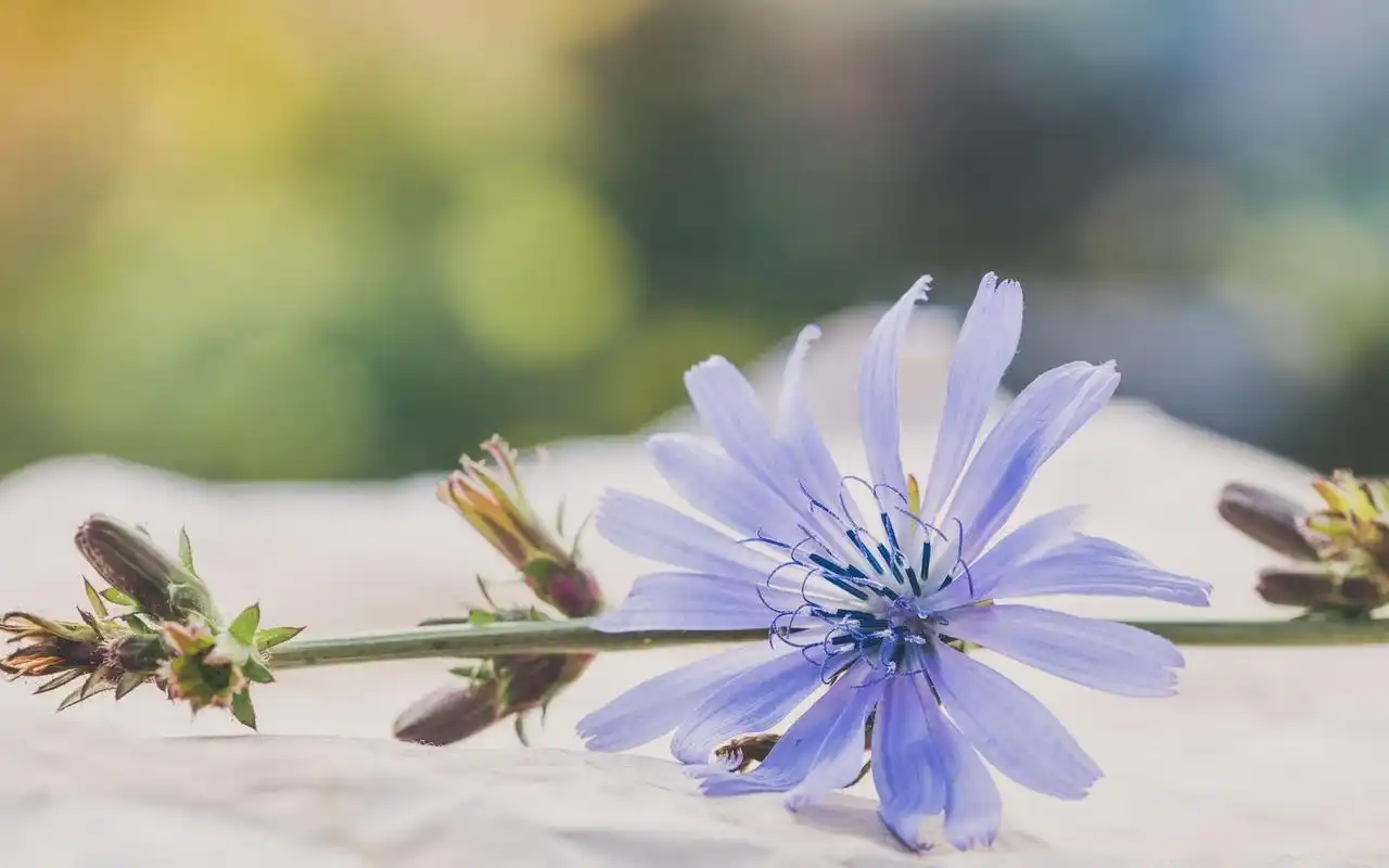 电脑壁纸 花卉 植物 qq空间非主流小清新唯美背景图