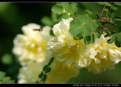 品牌交流区 尼康品牌 [器材]:尼康数码相机尼康 d80,尼康镜头尼康 af