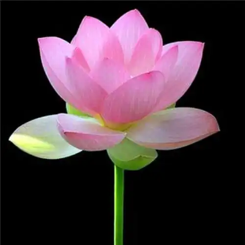 佛系图片头像禅意荷花 独一无二的佛系莲花图片微信头像_微信头像