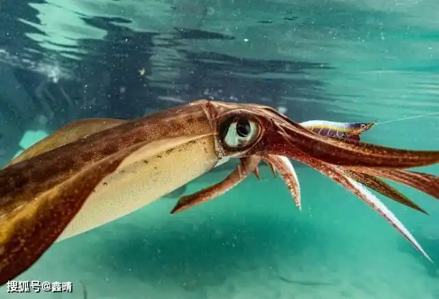 日本京都海滩惊现3米长大王乌贼,当地居民:从没见过这么大的_手机搜狐