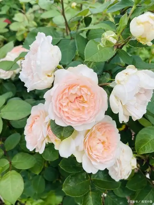 海神王阳台 月季