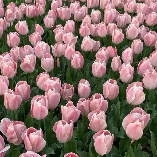 背景图  #朋友圈背景图