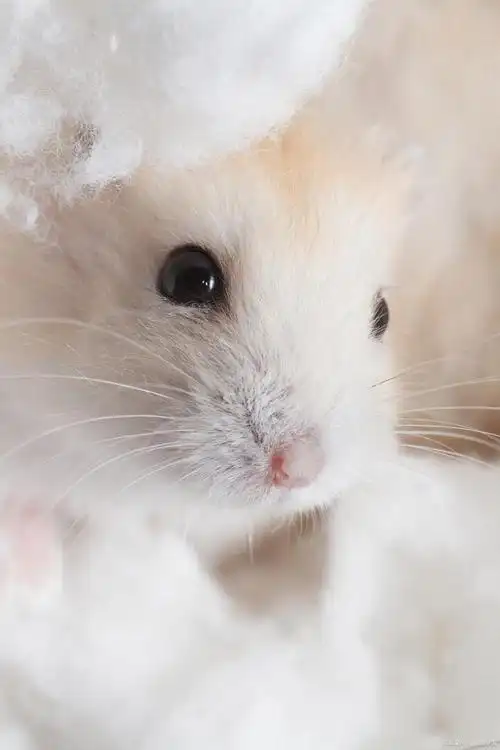 银狐仓鼠,又称三线仓鼠,是一种非常可爱,非常受欢迎的小型宠物.