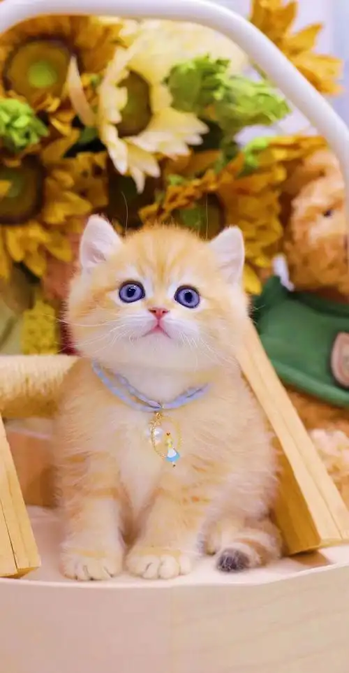 ny12色纯种英短金渐层11色绿眼睛金色小奶猫25色宠物猫小幼崽批发