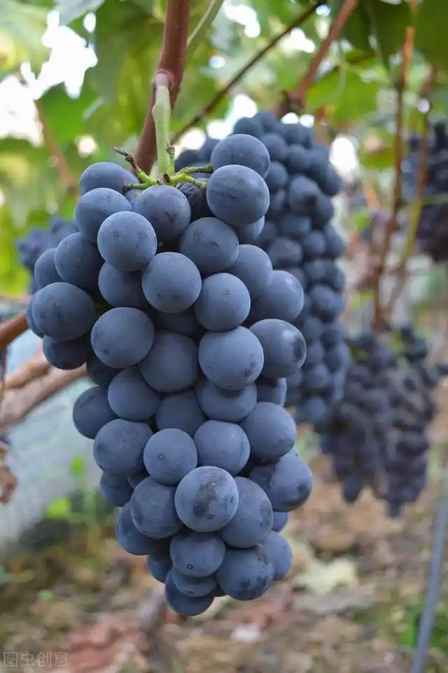 无论买什么样的葡萄学会这几个点买到的都是齁甜新鲜的