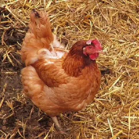 茅田山高山竹林散养老母鸡