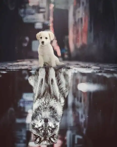 我想找那张…一只猫水下倒影是一只老虎的图片,请问谁有啊?