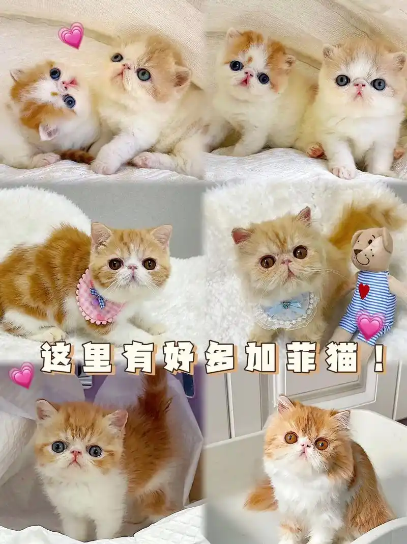 分享一波近期繁育的加菲猫bb 花色主要是 - 抖音
