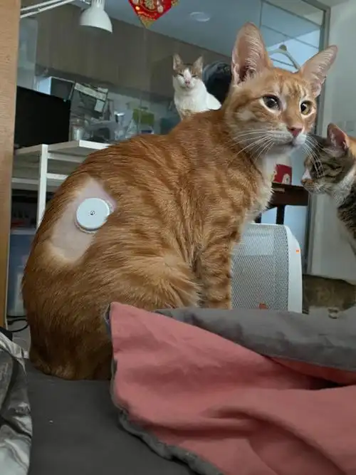 橘猫能不能正常的活一天