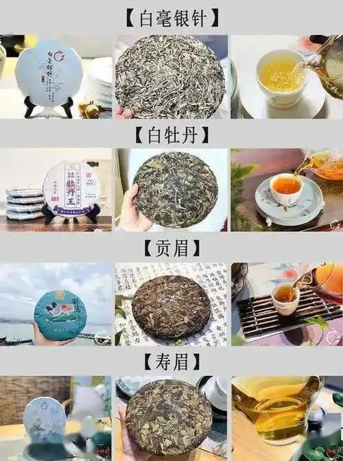 白茶为什么被称为._福鼎_小裕_源头