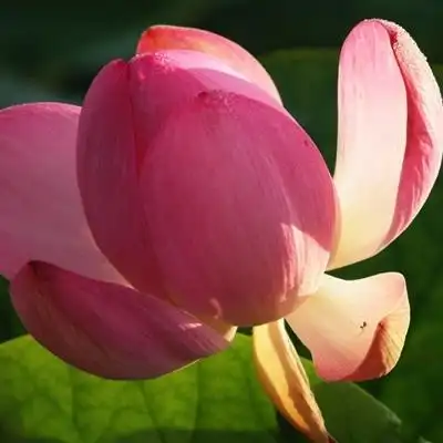 适合妈妈辈中年辈头像荷花写真图片