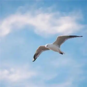 会带来好运的微信头像男生有好运意境的男生微信头像图片