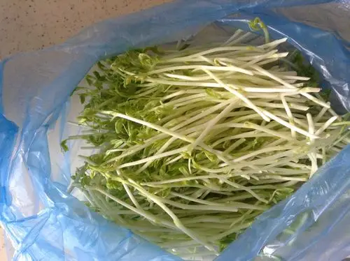 想知道这个像是苗类的蔬菜学名叫什么