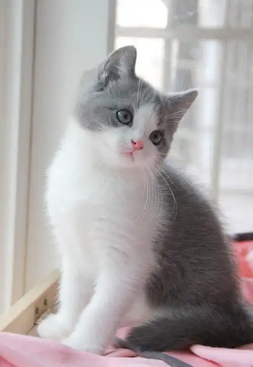 留心留欣采集到我的私房猫舍-英短篇-for sale