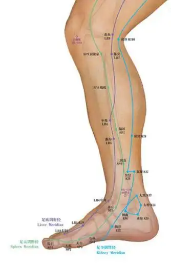 董氏奇穴针灸学习13小腿内侧