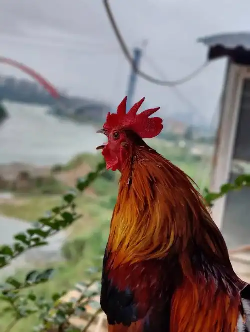 这次还见到小公鸡的老婆~纯白色的小母鸡,她的尾巴羽毛好漂亮,是立