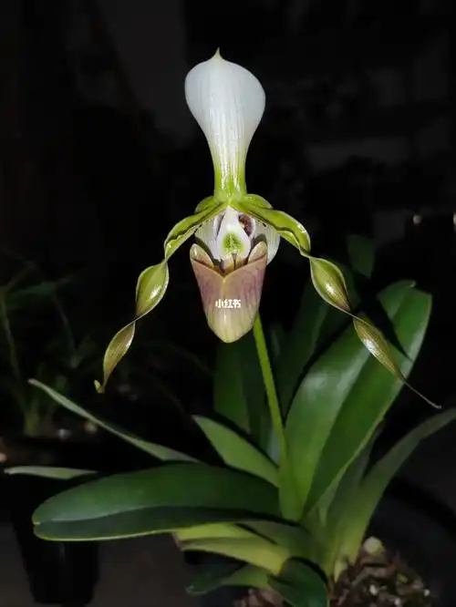 就喜欢的一个品种,如今终于自己把它养开花了[仙女r][流汗r]感恩#兜兰