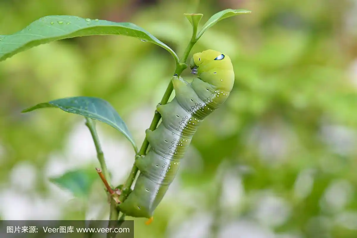 绿色胖乎乎的蠕虫