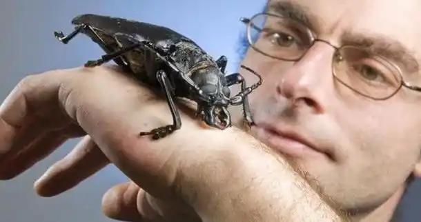 世界上最大的昆虫排名 日本大黄蜂以4.6厘米长排第二!