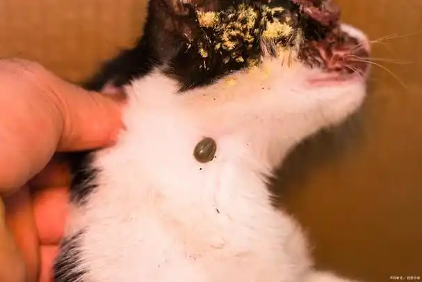 猫伤口烂了长蛆怎么灭虫