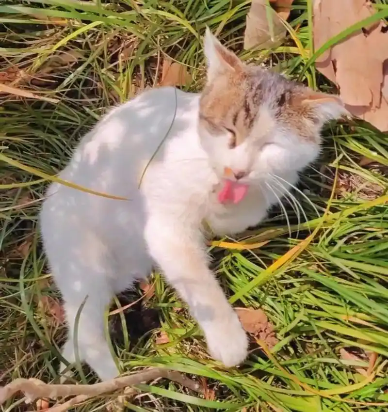 猫咪吐舌表情包.