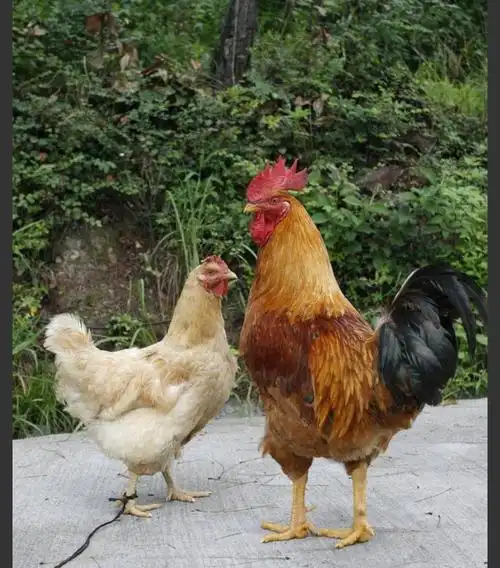 学习了解母鸡  公鸡百科知识 2.