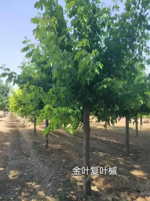 10公分金叶复叶槭