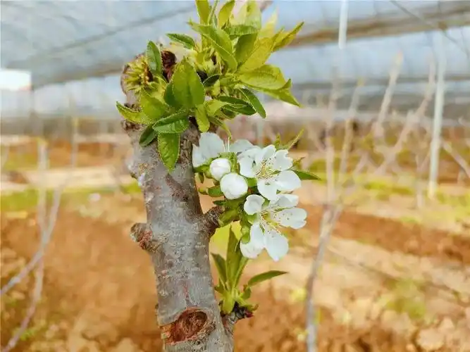 组图丨茶店的第一朵车厘子花开了