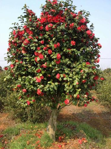 新茶花树苗四季常青盆景庭院地景耐寒山茶花工程绿化不落叶茶梅树