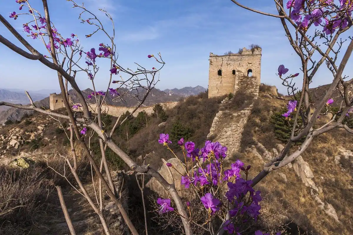 春天里躺一躺# 八达岭长城的春日盛宴  春天,是万物复苏的季节,沂是
