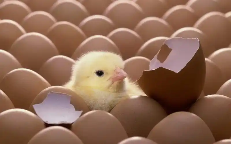 可爱的小鸡桌面壁纸之雏形小鸡