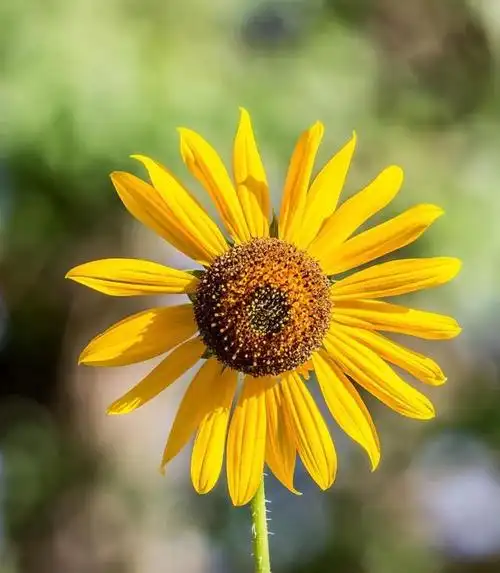 唯美清新的句子积极阳光带来一天的好心情