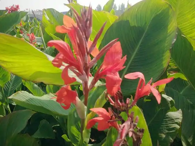 百花丛中最"骄"美--美人蕉