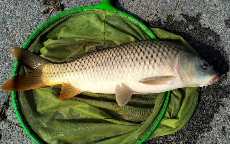 水库里半米多长的野生鲤鱼力道就是大,钓起来真过瘾!