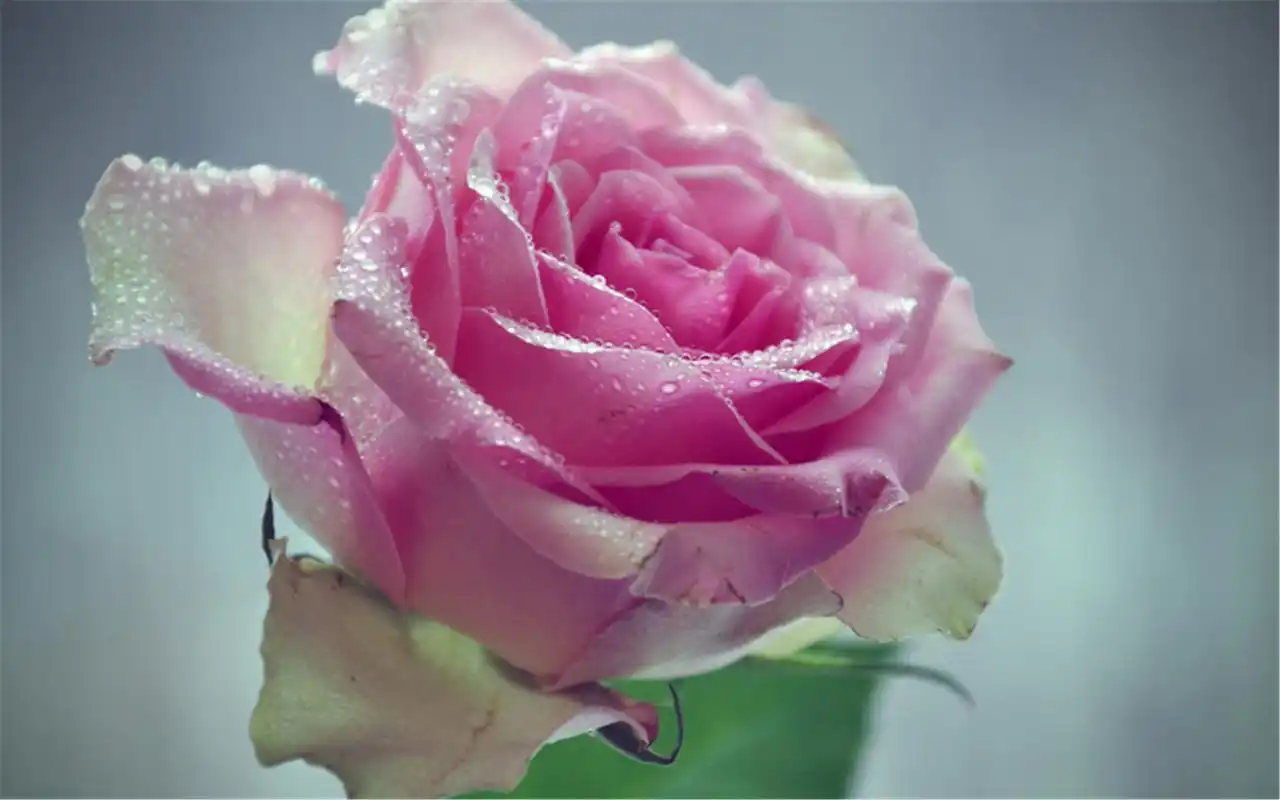 小清新简约花卉好看电脑锁屏背景壁纸高清大图预览1920x1200_植物壁纸