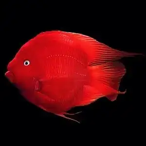 招财鱼红财神淡水