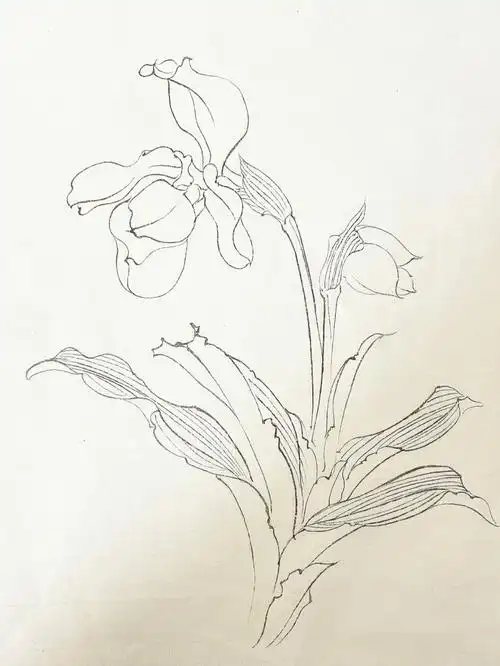 每日一练白描花卉神靴兰