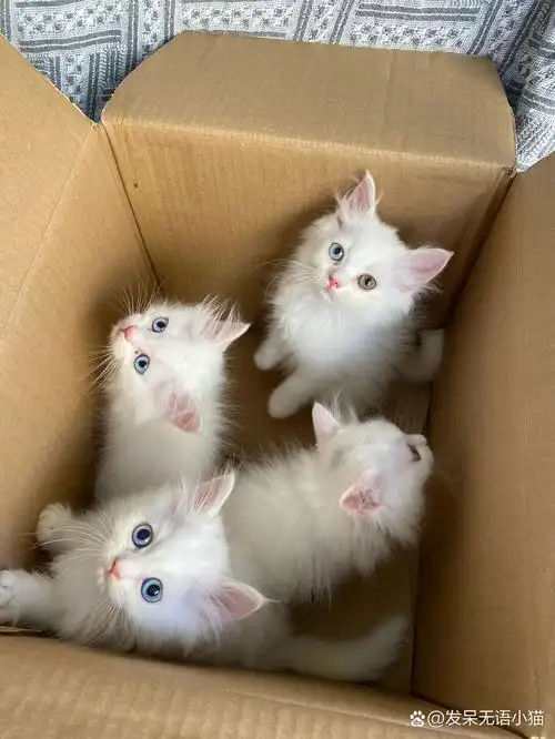 蓝眼狮子猫 异瞳狮子猫 颜值爆表的一窝崽崽