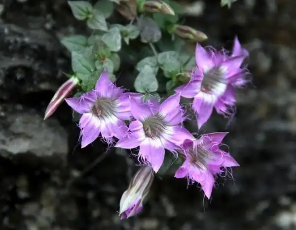 冬天开花的植物有那些这6种冬天也开花