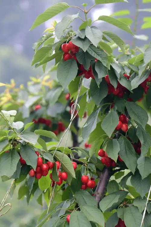 min甜金堂车厘子红透了采摘走起