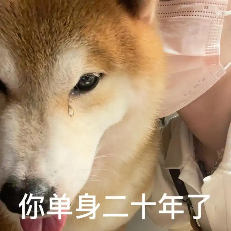 单身二十年换的牛肉罐罐呐01#萌宠 #表情包 #狗狗 #柴犬 - 抖音