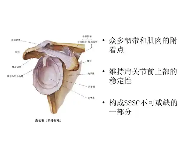 肩胛骨喙突骨折的治疗ppt课件
