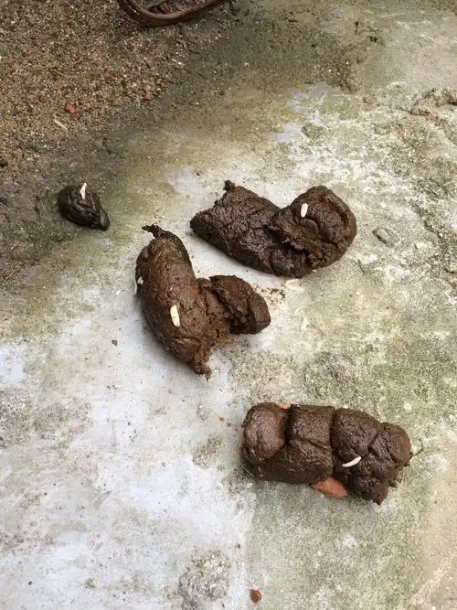 早上狗狗拉便便,理由有白白的像虫子一样的东西 请问是什么?